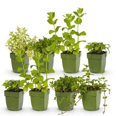 GreenboutiQ Kräuterpaket: 8 Teekräuter für Ihren Duftgarten