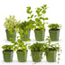 GreenboutiQ Kräuterpaket: 8 Teekräuter für Ihren Duftgarten Bild 1