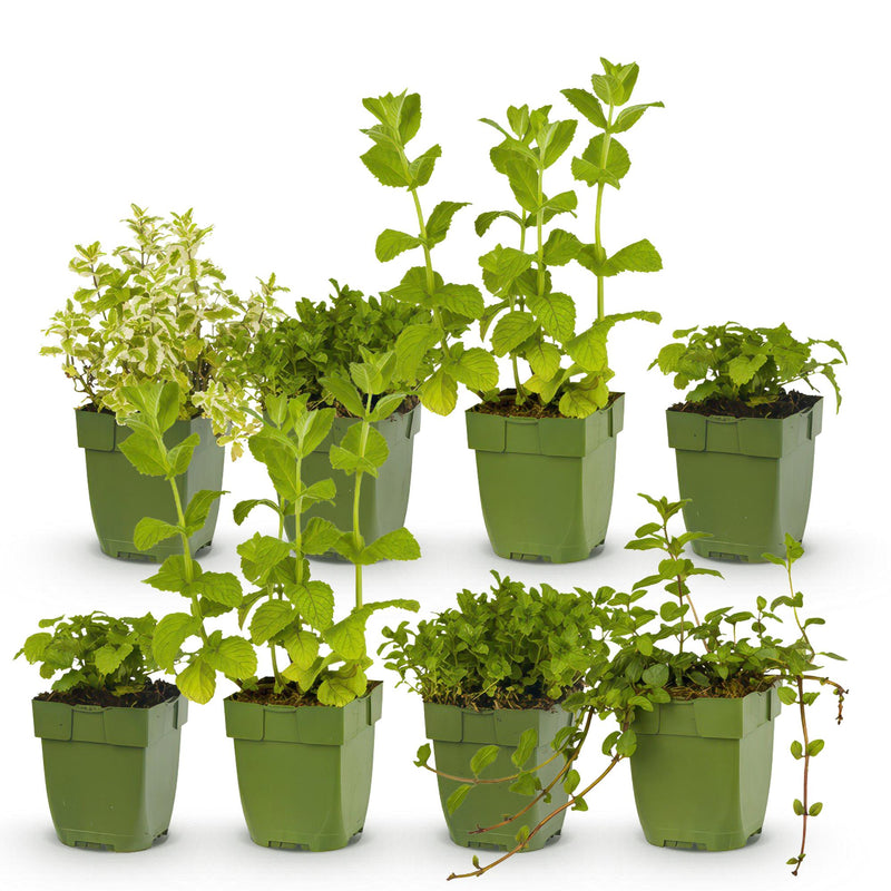 GreenboutiQ Kräuterpaket: 8 Teekräuter für Ihren Duftgarten