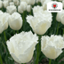 Tulpenbollen Honeymoon – 20 Stuks | KH Bloembollen® | Witte Kartelrand Tulp – Elegant & Uniek – Cadeau voor Tuin of Pot – Maat 11/12 – Vers van de Teler! Bild 6