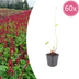 Persicaria 'Blackfield' Perennial – 60x, 10-25cm Bild 1
