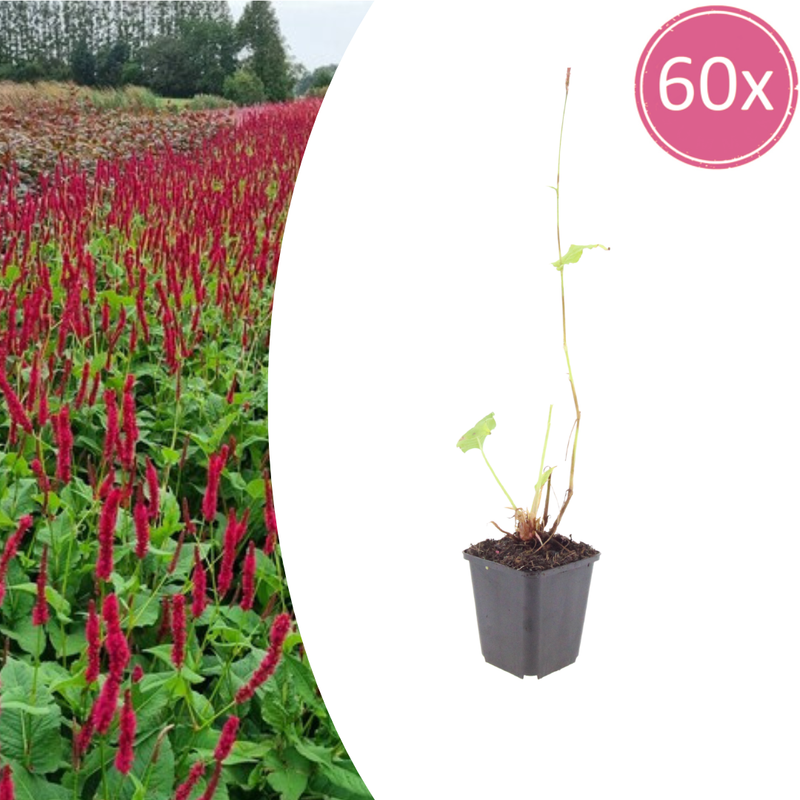 Persicaria 'Blackfield' Perennial – 60x, 10-25cm
