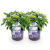 Balkonhortensie Hydrangea 'Forever & Ever' Weiss, 2 Pflanzen, Topf 23cm Bild 2
