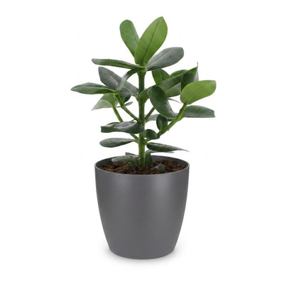 Green boutiQ - Clusia Princess - Clusia - 1 Pflanze - mit Grau Topf - Topf 12cm - Höhe - 40cm