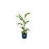 Strelitzia Nicolai & elho Pot Set – Tropical Beauty for Your Home Bild 1