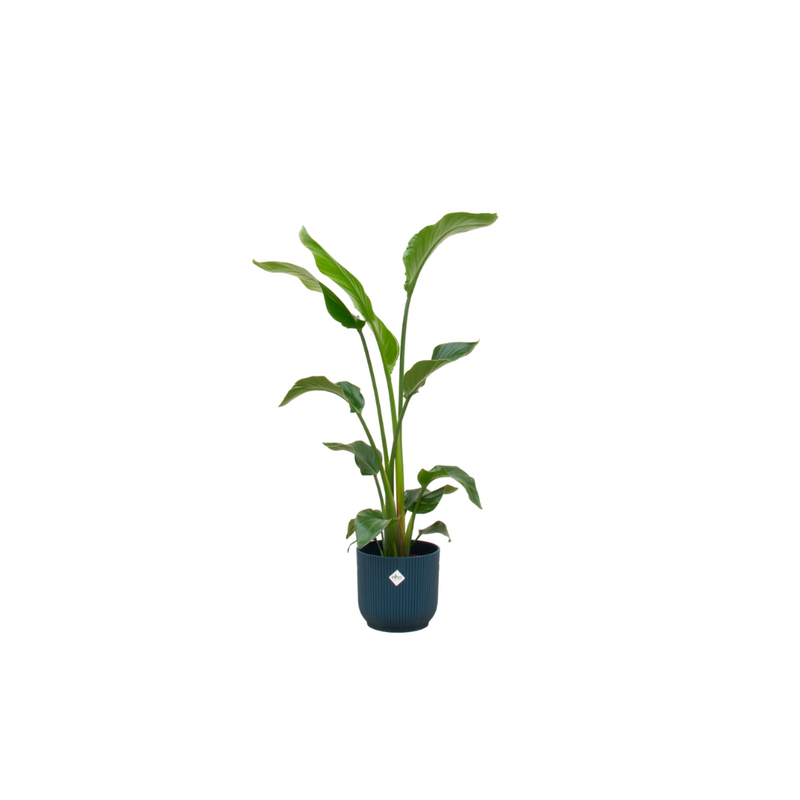Strelitzia Nicolai & elho Pot Set – Tropical Beauty for Your Home