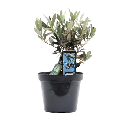 Olea Olive mit Flasche, Ø13cm, Höhe 23cm - mediterraner Charme