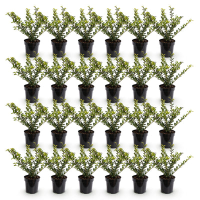 Green boutiQ - 24x Ilex crenata Golden Gem - Japanische Stechpalme - Heckenpflanzen - Immergrün - Gelb - Topf 9cm - Höhe 20-30cm