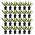 Green boutiQ - 24x Ilex crenata Golden Gem - Japanische Stechpalme - Heckenpflanzen - Immergrün - Gelb - Topf 9cm - Höhe 20-30cm Bild 2