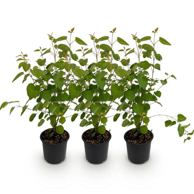 GreenboutiQ - Garden Plant - Cercidiphyllum japonicum - Green 3 Plants - Deciduous - Low Maintenance - Pot 12cm Height 35cm