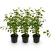 GreenboutiQ - Garden Plant - Cercidiphyllum japonicum - Green 3 Plants - Deciduous - Low Maintenance - Pot 12cm Height 35cm Bild 2