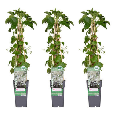 3x Kletterhortensie 'Hydrangea petiolaris' 65cm