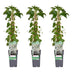 3x Kletterhortensie 'Hydrangea petiolaris' 65cm Bild 1