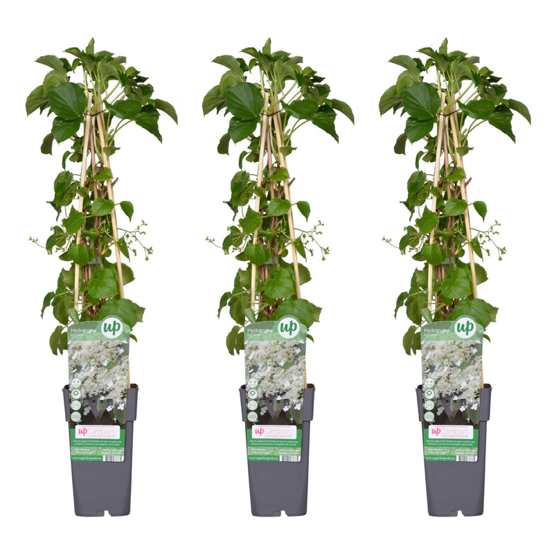3x Kletterhortensie 'Hydrangea petiolaris' 65cm