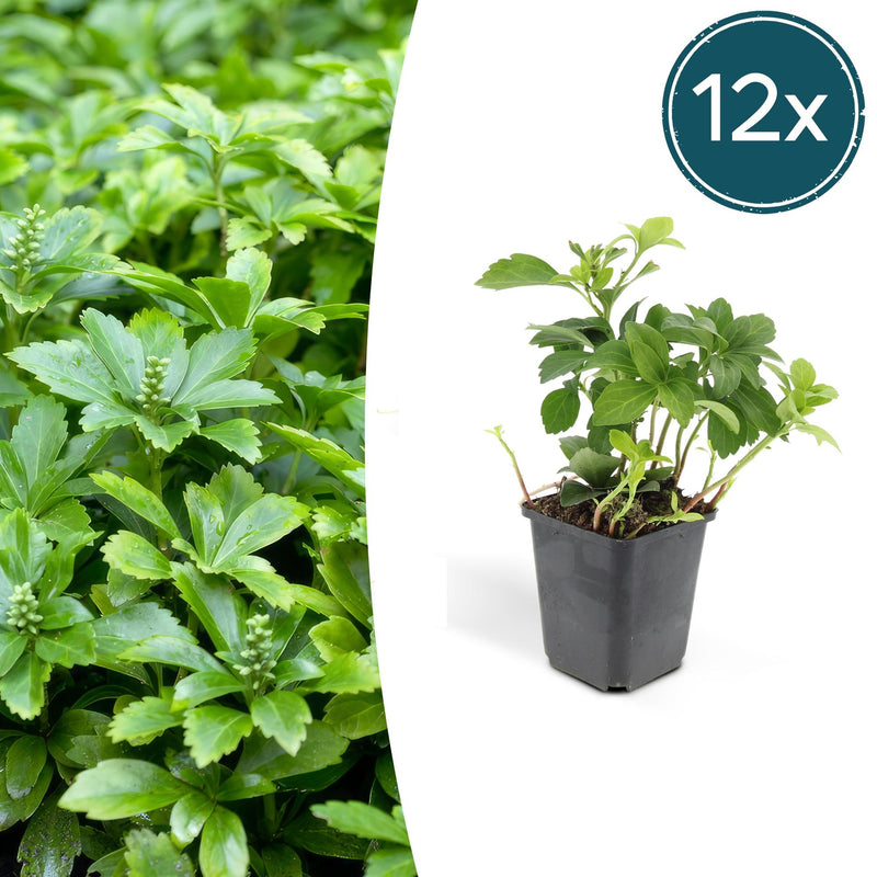 12x Pachysandra 'Green Carpet' Bodendecker, 10-25cm, Ø9cm