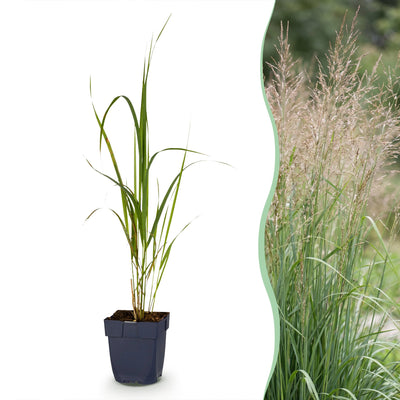 Green boutiQ - Gräser - Molinia arund. Karl Foerster - Rohrglanzgras - Mit Blüte - Grün - 6 Pflanzen - Topf 11cm - Höhe 15-25cm