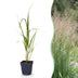 Green boutiQ - Gräser - Molinia arund. Karl Foerster - Rohrglanzgras - Mit Blüte - Grün - 6 Pflanzen - Topf 11cm - Höhe 15-25cm Bild 1