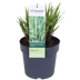 Zebra Gras 'Strictus' – Ziergras im Ø23cm Topf, ↕60cm Bild 1