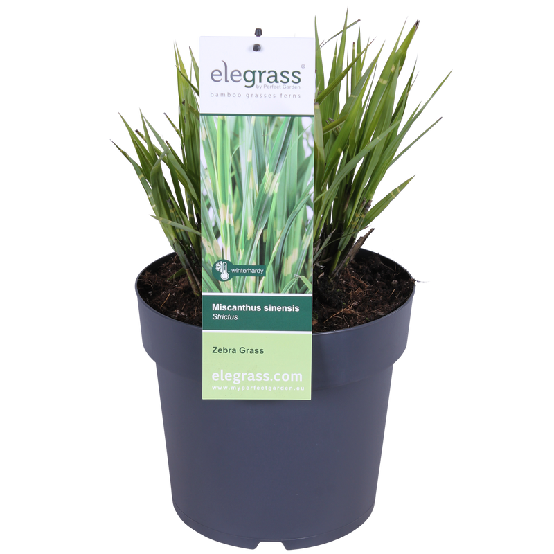 Zebra Gras 'Strictus' – Ziergras im Ø23cm Topf, ↕60cm