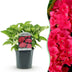 GreenboutiQ - Hortensie - Hydrangea macrophylla Rot - Blüte Rot - 1 Pflanze - Laubabwerfend - Wenig Pflege - Topf 17cm Höhe 30cm Bild 12