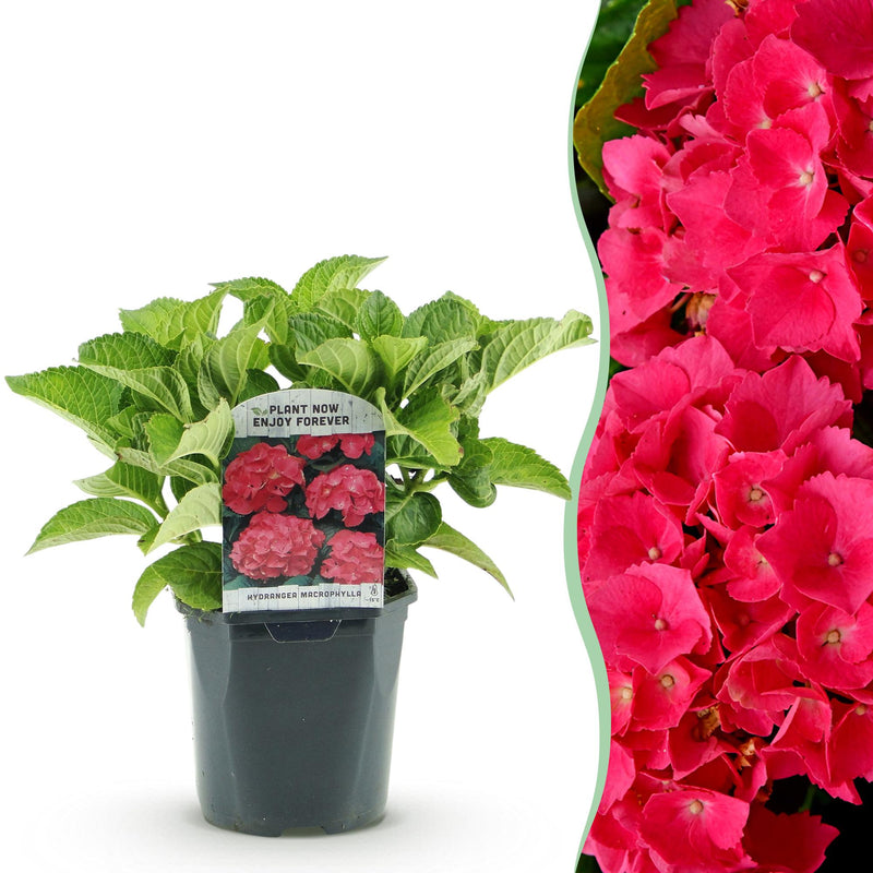 Green boutiQ - Hortensia - Hydrangea macrophylla Red - Red Bloom - 1 Plant - Deciduous - Easy Care - Pot 17cm Height 30cm