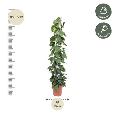Philodendron Scandens Kletterpflanze, 160 cm, Dunkelgrün, Herzblätter