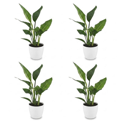 Green boutiQ - Strelitzia Reginea - Paradiesvogelblume - 4 Pflanzen - mit Weißem Topf - Topf 12cm - Höhe - 35cm
