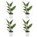 Green boutiQ - Strelitzia Reginea - Paradiesvogelblume - 4 Pflanzen - mit Weißem Topf - Topf 12cm - Höhe - 35cm Bild 2