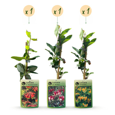 3x Lonicera Tricolour Heckenkirsche - Bunte Kletterpflanze (Ø9cm, 35cm)