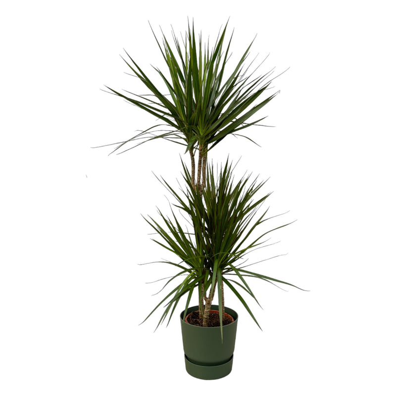 Dracaena Marginata 120cm mit elho Topf - Grün