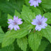 24x Geranium nodosum - ↕10-25cm - Ø9cm Bild 5