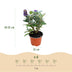 Buddleja davidii Butterfly Candy Little Tricolour, 3 Pflanzen Bild 3