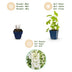 Green boutiQ - Perennial - Delphinium (P) Galahad - Larkspur - Bee and Butterfly Attractors - White - 6 Plants - Pot 11cm - Height 15-25cm Bild 4