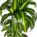 Dracaena Hawaiian Sunshine (Ø19cm) – Tropisches Flair für Ihr Zuhause Bild 4