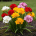 GreenboutiQ Freesia Double Mix Blumenzwiebeln - 40 Stück, Zwiebelgröße 5/6 Bild 3