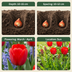 GreenboutiQ Triumph Tulpen 'Red' – 15 Stück, XXL, winterhart, rot Bild 4