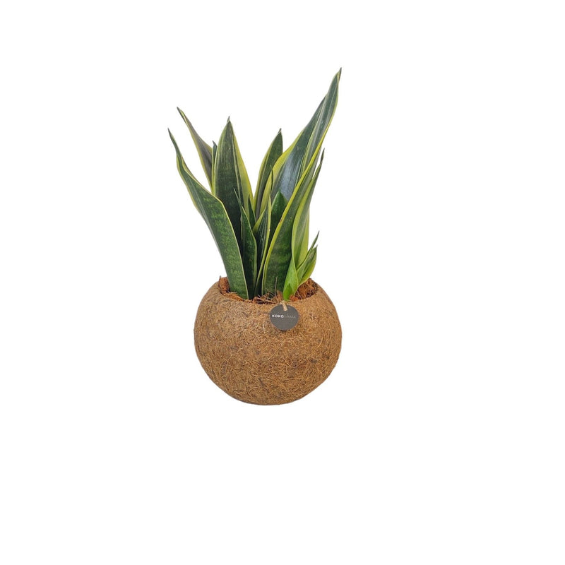 Kokodama Sansevieria superba stehend - Ø15 cm