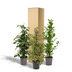 Ficus Houseplant Set: Danielle, Twilight & Moclame Bild 6