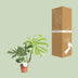 Monstera Thai Constellation – 15cm Pot – 75cm Height Bild 4