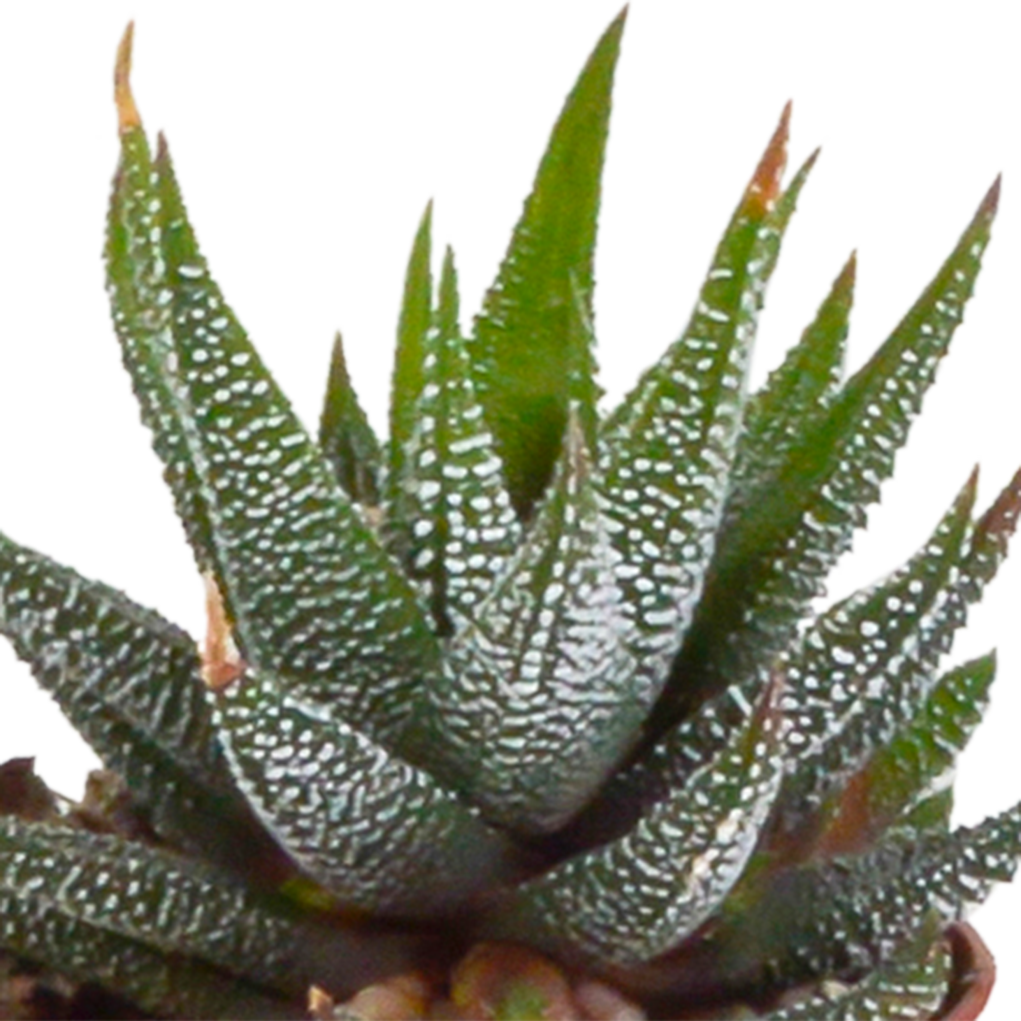 Gasteria/Haworthia-Mischung 5,5cm - in witte pot - 5x