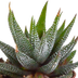 Gasteria/Haworthia-Mischung 5,5 cm: 5 Pflanzen im weißen Topf Bild 3