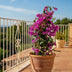Bougainvillea Sanderiana Pyramide - 70cm - Ø17cm Bild 3