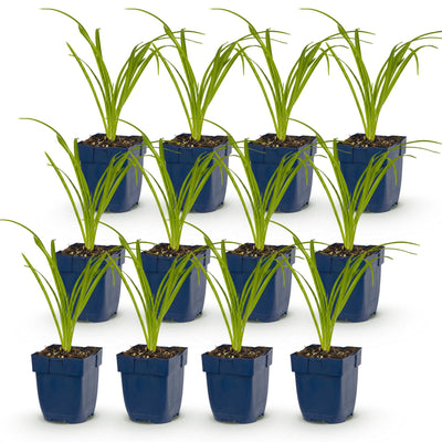 Green boutiQ - Perennial - Hemerocallis Arctic Snow - Daylily - Bee and Butterfly Attractors - Cream - 12 Plants - Pot 11cm - Height 15-25cm