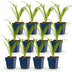Green boutiQ - Perennial - Hemerocallis Arctic Snow - Daylily - Bee and Butterfly Attractors - Cream - 12 Plants - Pot 11cm - Height 15-25cm Bild 10