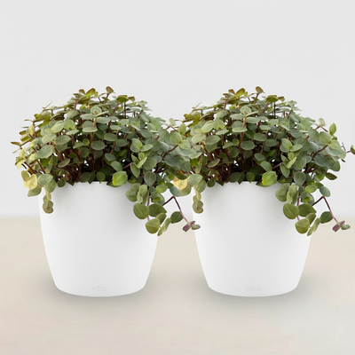 Calissia repens Katzengras mit Topf - 2 Pflanzen - Haustierfreundlich