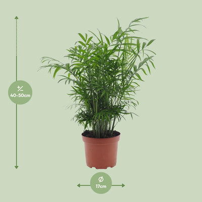 Chamaedorea elegans Zwergbergpalme Ø17cm H50cm - Pflegeleicht