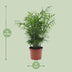Chamaedorea elegans Zwergbergpalme Ø17cm H50cm - Pflegeleicht Bild 2