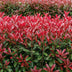 Photinia Fraseri Carre Rouge Heckenpflanze – 6er Pack, 1m Bild 4