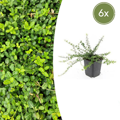 6x Euonymus fort. 'Minimus' - ↕10-25cm - Ø9cm