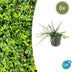 6x Euonymus fort. 'Minimus' - ↕10-25cm - Ø9cm Bild 1